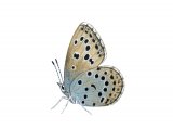 Large Blue Butterfly male (Maculinea arion) IN003