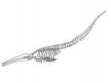 Whale (Blue) Balaenoptera musculus M002