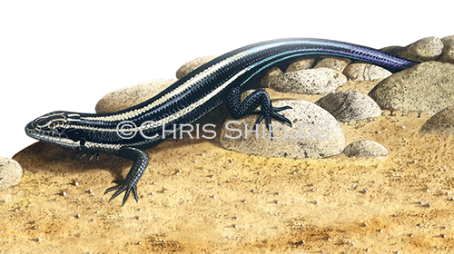 Blue-tailed Skink (Cryptoblepharusegeriae) R002