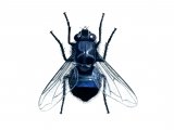 Bluebottle (Calliphora vomitoria) IN001