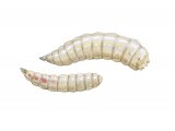 Bluebottle maggot (Calliphora vomitoria) IN003.jpg