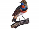 Bluethroat (Luscinia svecica) BD0267