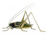 Bog Bush Cricket (Metrioptera brachyptera) IN001