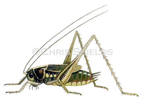 Bog Bush Cricket (Metrioptera brachyptera) GC001