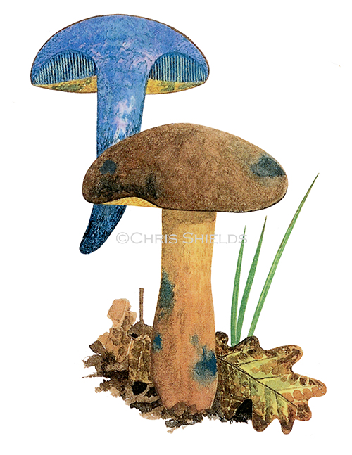 Boletus pulverulentus (Inkstain Bolete FU085