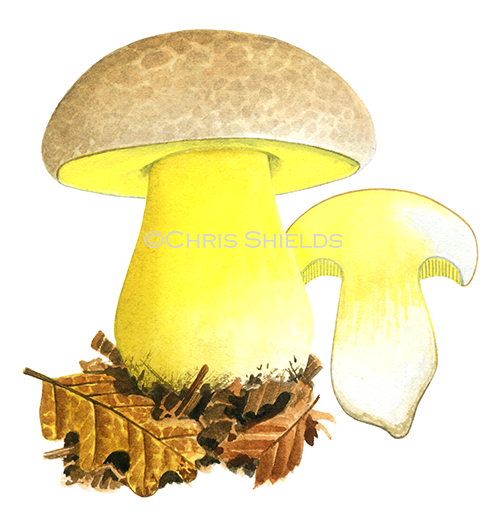 Boletus radicans (Rooting Bolete FU090