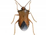 Box Bug (Gonocerus acteangulus) IN001