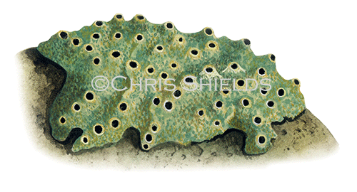 Breadcrumb Sponge (Halichondria panicea) OS0022