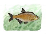 F032 Bream (Bronze) Abramis brama 