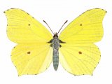 Brimstone Butterfly (Gonepteryx rhamni) IN001