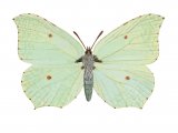 Brimstone Butterfly (Gonepteryx rhamni) IN002