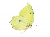 Brimstone Butterfly (Gonepteryx rhamni) IN003