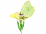 Brimstone Butterfly (Gonepteryx rhamni) IN006