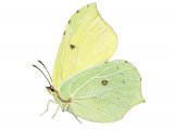 Brimstone Butterfly (Gonepteryx rhamni) IN008