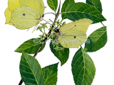 Brimstone Butterfly (Gonepteryx rhamni) IN004