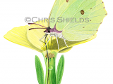 Brimstone Butterfly (Gonepteryx rhamni) IN006