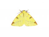 Brimstone Moth (Opisthograptis luteolata) IN001