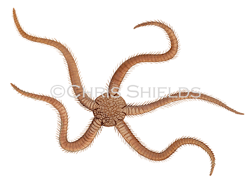 Brittlestar (Ophiura ophiura) OS001