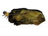 Brown China-mark Moth Caterpillar (Elophila  nymphaeata) IN004