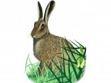 Brown Hare (Lepus europaeus) M002