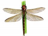 Dragonfly (Brown Hawker) Aeshna grandis IN001