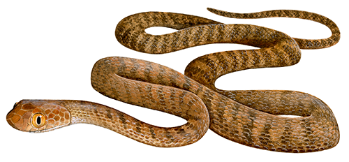 Brown Tree Snake (Boiga irregularis) RS232