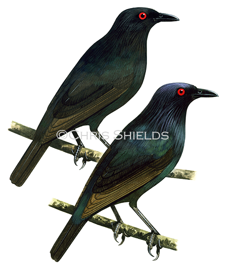 Brown-winged Starling (Aplonis grandis) top - immature. bottom - adult B0084