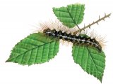 Browntail Moth Caterpillar (Euproctis chrysorrhoea) IN001