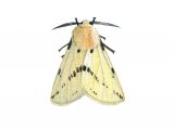 Buff Ermine (Spilosoma lutea) IN002