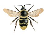 Bumblebee (Bombus campestris) male IN001