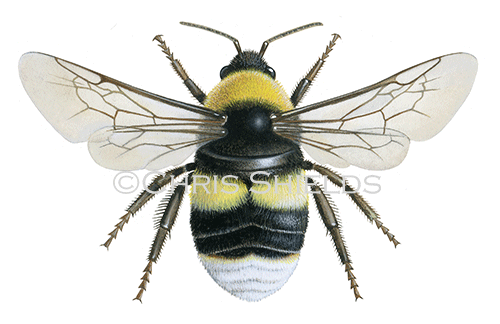 Bumblebee (Broken-belted) Bombus soroensis IH0023