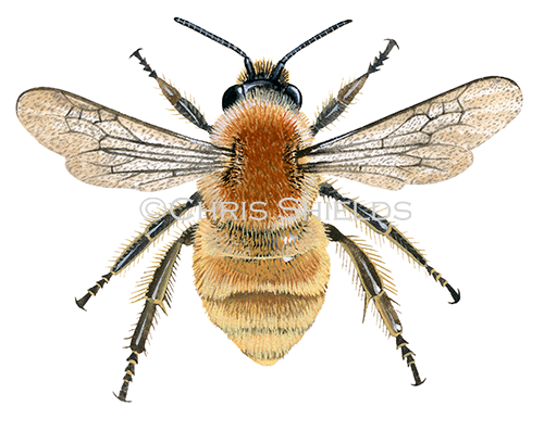 Bumblebee (Common Carder) Bombus pascuorum HI0041