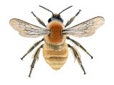 Bumblebee (Brown-banded carder) Bombus humilis IN001