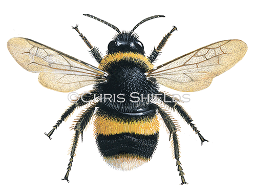 Bumblebee (Buff-tailed) (Queen) Bombus terrestris IH0038