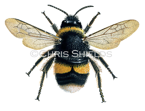 Bumblebee (Buff-tailed) (worker) Bombus terrestris. IN003