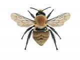 Bumblebee (Common Carder) Bombus pascuorum IN001