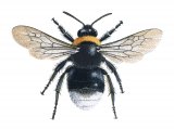 Bumblebee (Forest cuckoo) Bombus sylvestris IN001