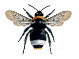 Bumblebee (Forest cuckoo male) Bombus sylvestris IN001