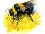 Bumblebee (Garden) Bombus hortorum IN002