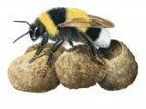Bumblebee (Garden) Bombus hortorum IN005