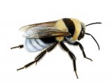 Bumblebee (Large garden) Bombus ruderatus IN001