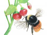 Bumblebee (Mountain) Bombus monticola IN002
