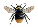 Bumblebee (Red-tailed) Bombus lapidarius (male) IN003