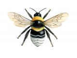 Bumblebee (Short-haired) Bombus subterraneus IN001