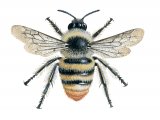 Bumblebee (Shrill carder) Bombus sylvarum IN001