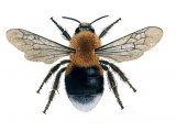 Bumblebee (Tree)) Bombus hypnorum IN001