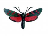 Burnet Moth (Six-spot) Zygaena filipendulae IN001