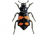 Burying Beetle (Nicrophorus vespilloides) IN002