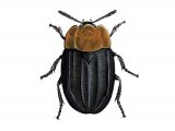 Burying Beetle (Oiceoptoma thoracicum) IN004
