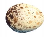 Buzzard egg (Buteo buteo) BD01175